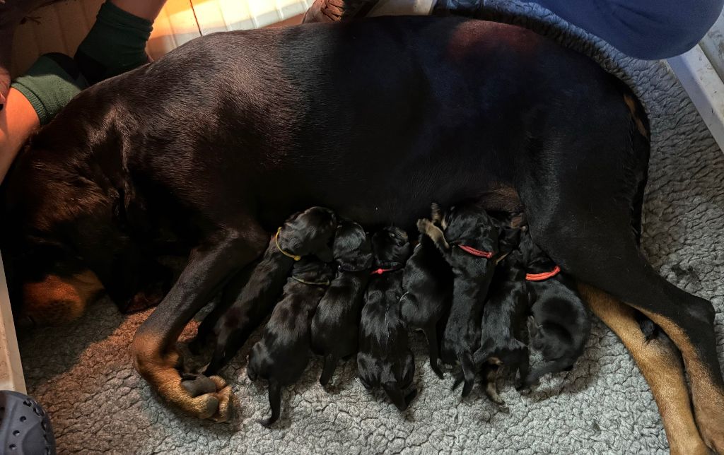 chiot Chien noir et feu pour la chasse au raton laveur Della Casa Di Lombardo