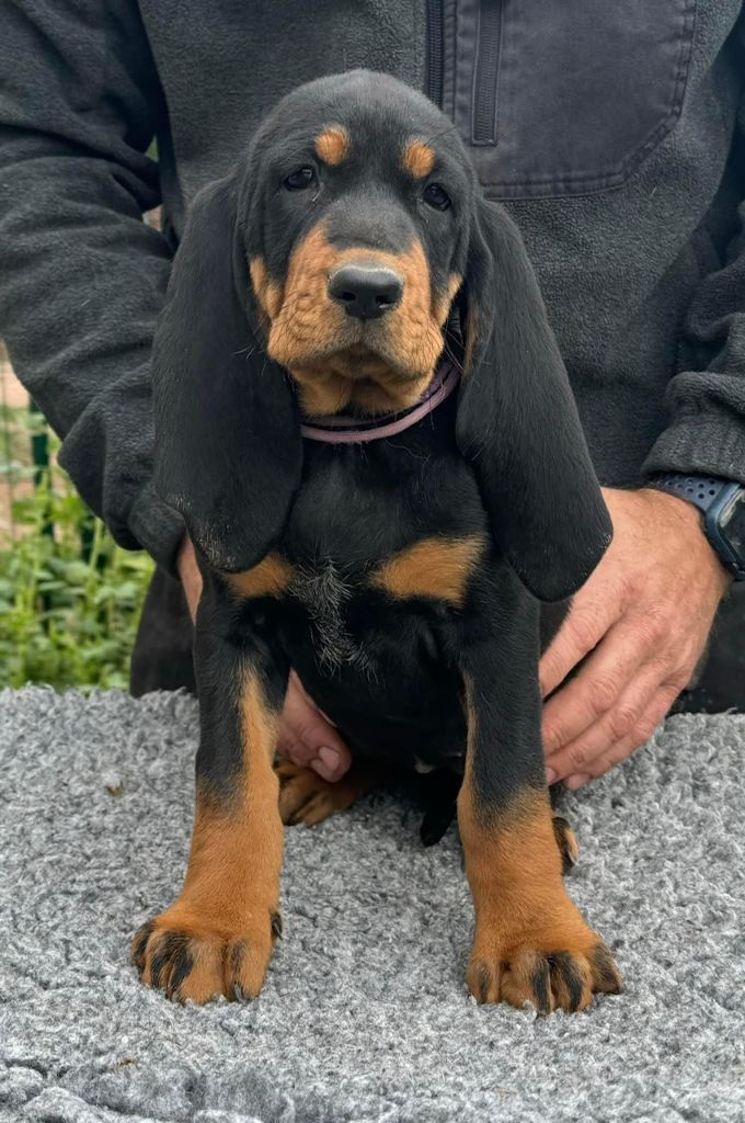 Della Casa Di Lombardo - Chiot disponible  - Chien noir et feu pour la chasse au raton laveur