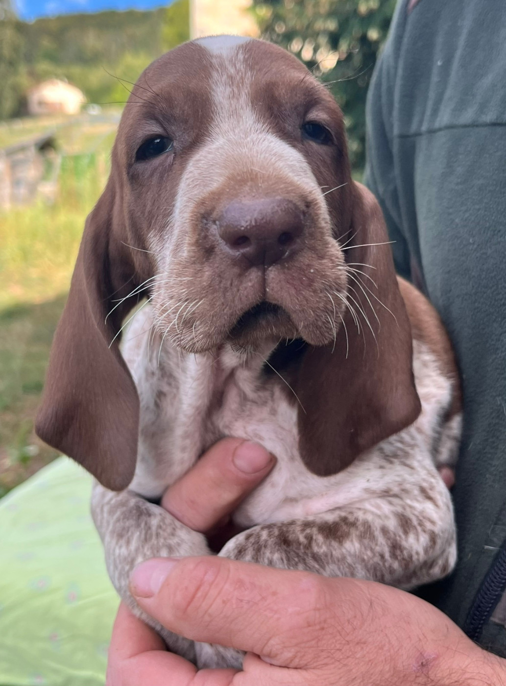 Della Casa Di Lombardo - Chiots disponibles - Braque Italien