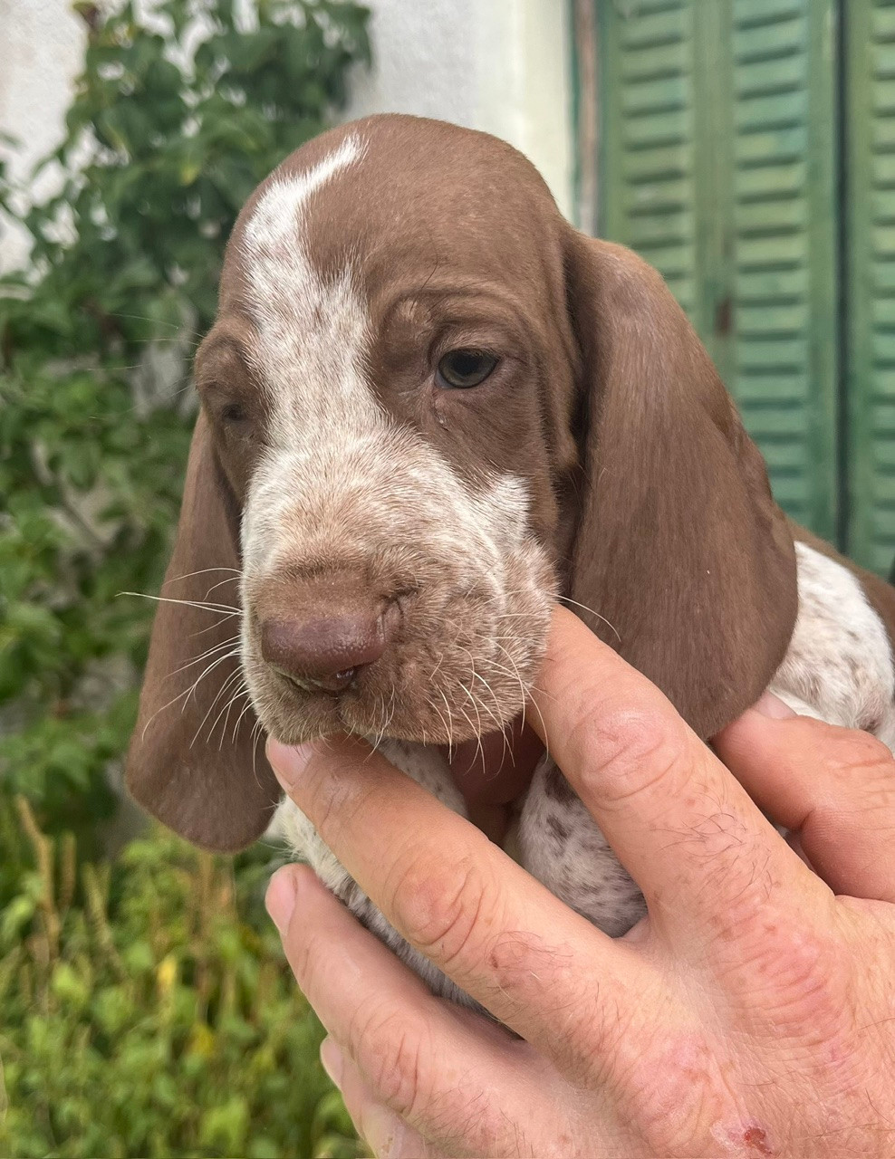 Della Casa Di Lombardo - Chiots disponibles - Braque Italien