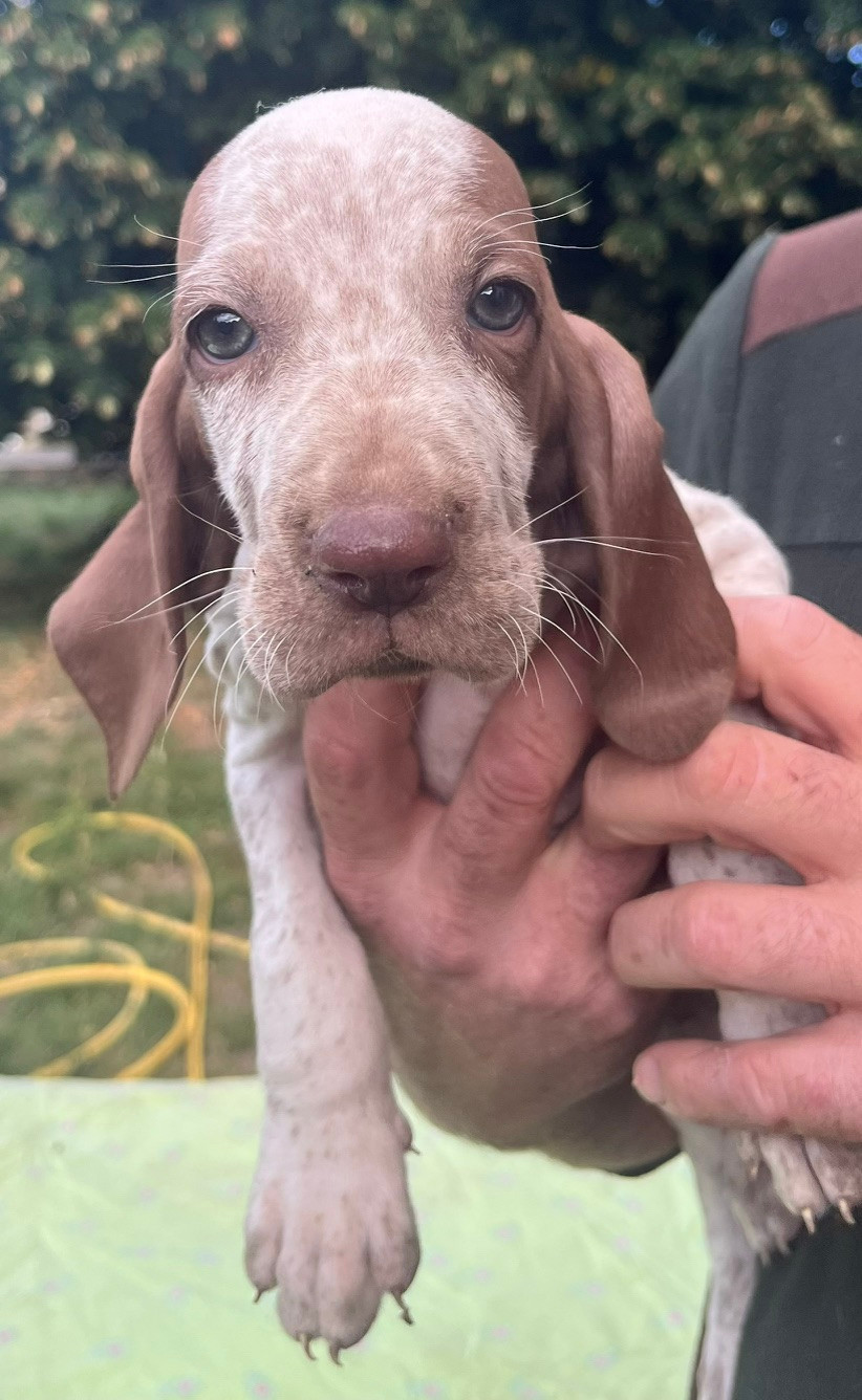 Della Casa Di Lombardo - Chiots disponibles - Braque Italien