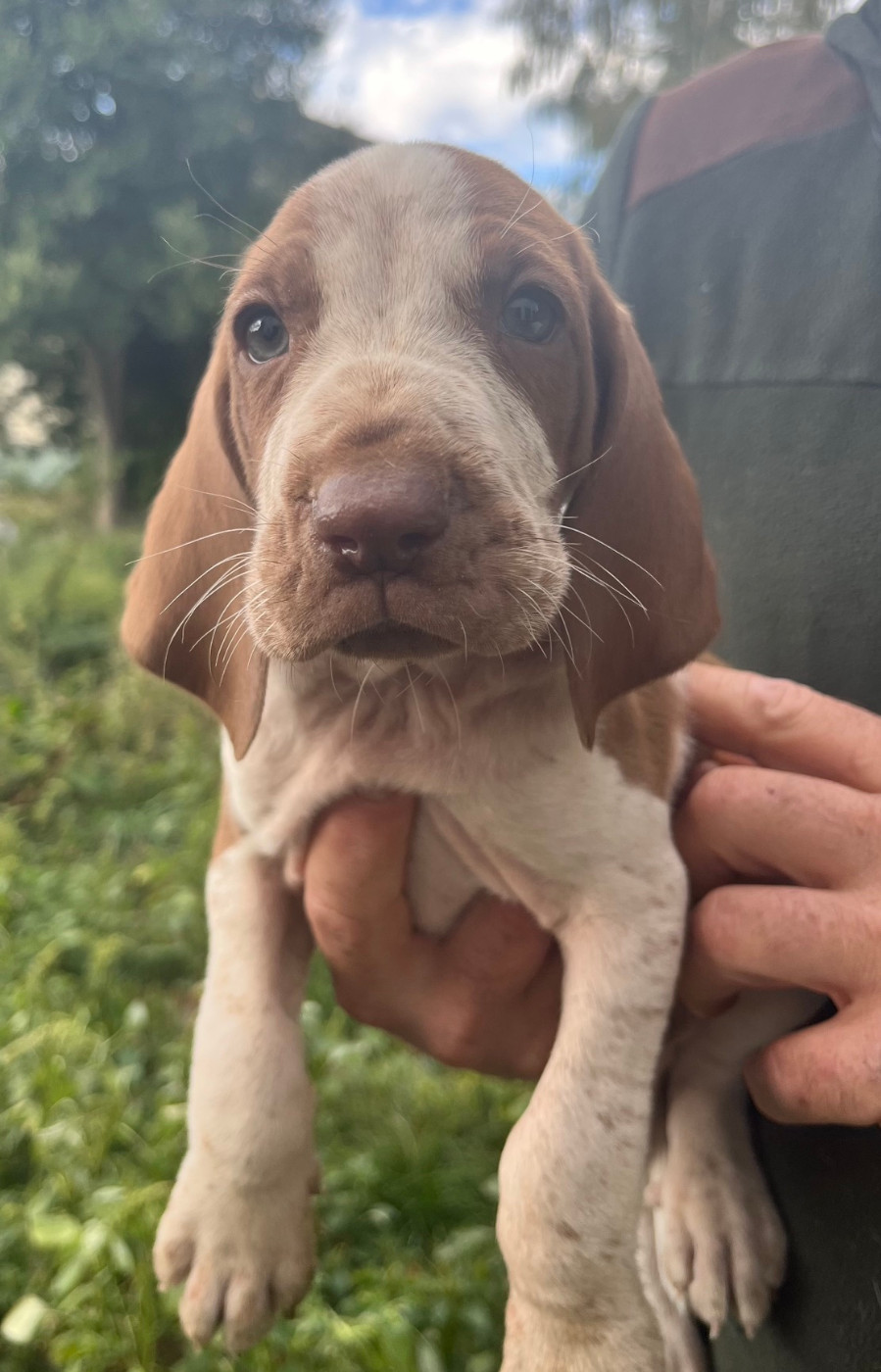 Della Casa Di Lombardo - Chiots disponibles - Braque Italien