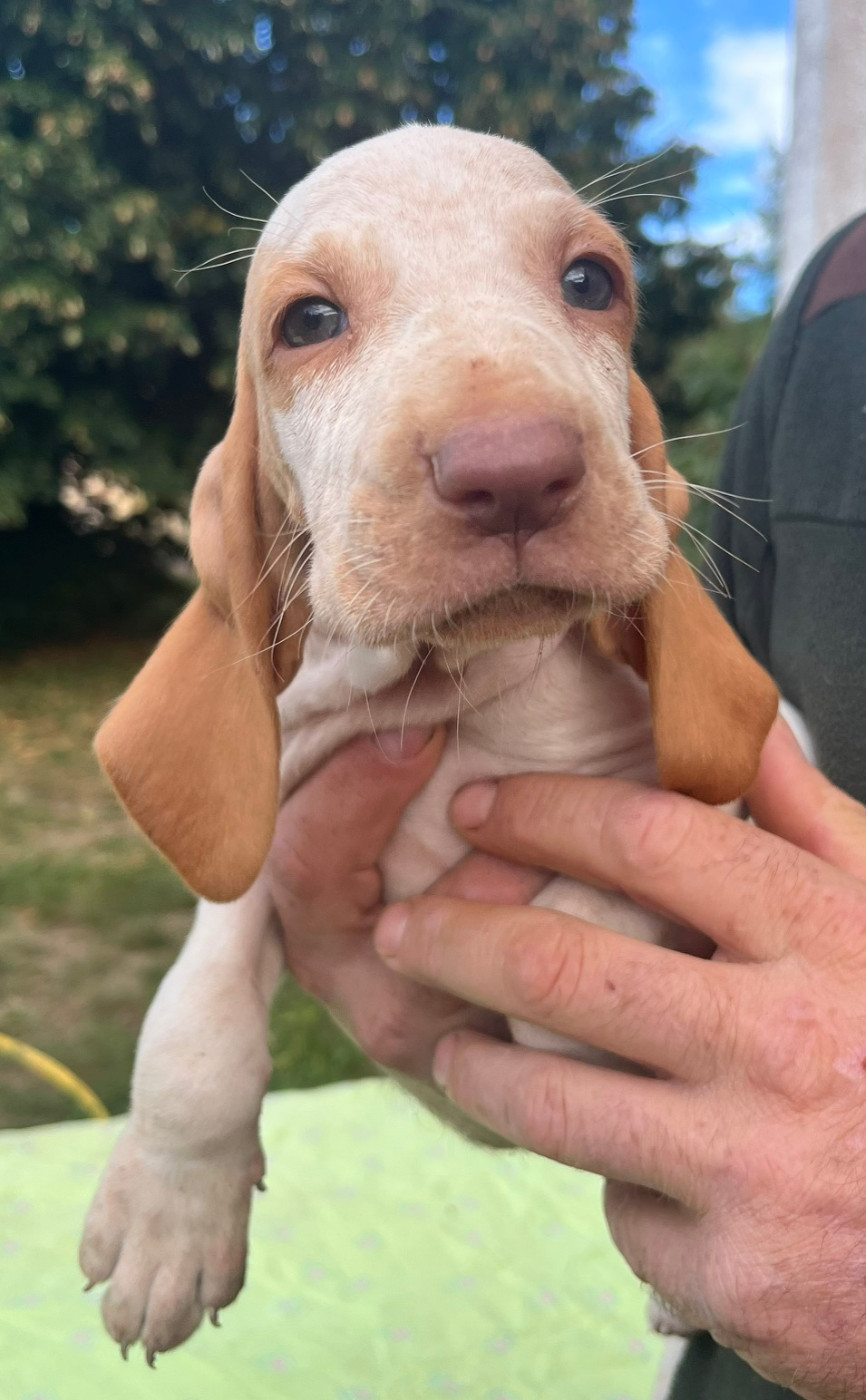 Della Casa Di Lombardo - Chiots disponibles - Braque Italien