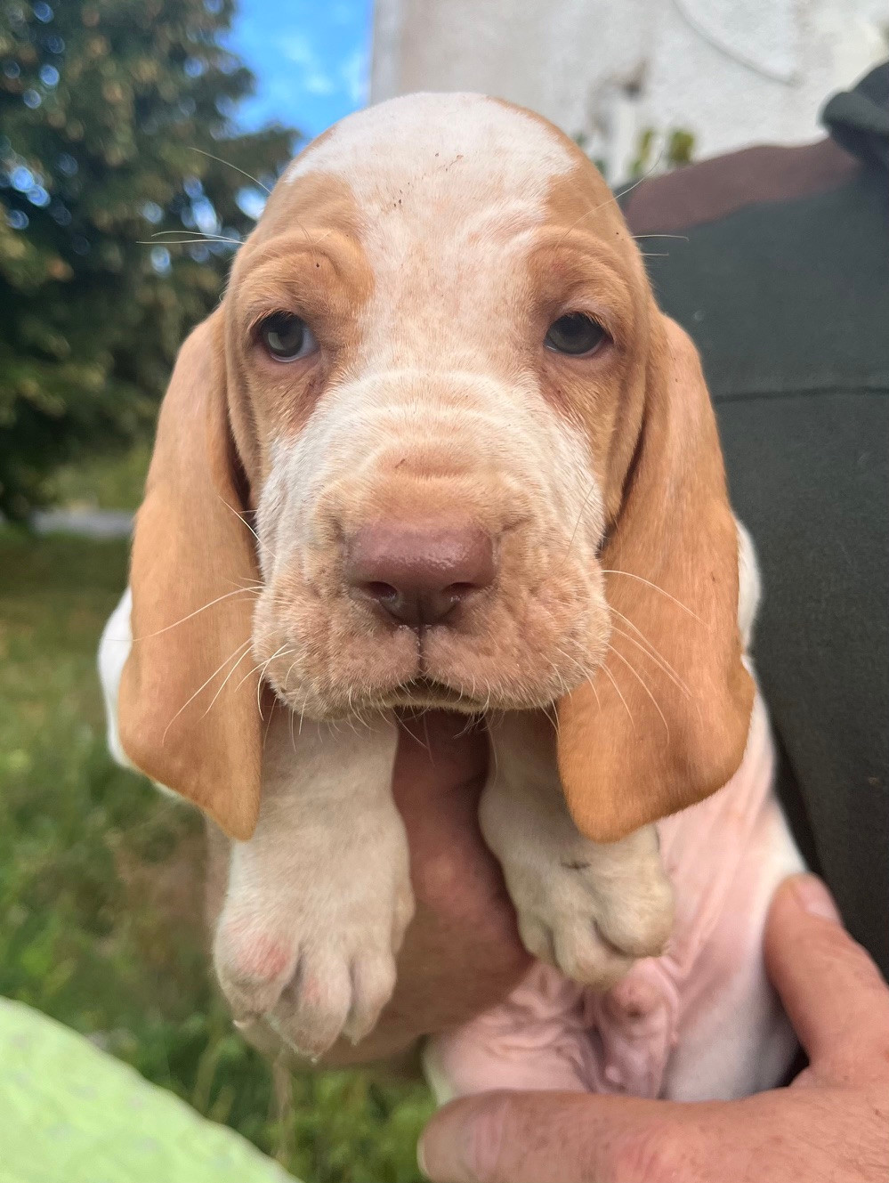 Della Casa Di Lombardo - Chiots disponibles - Braque Italien