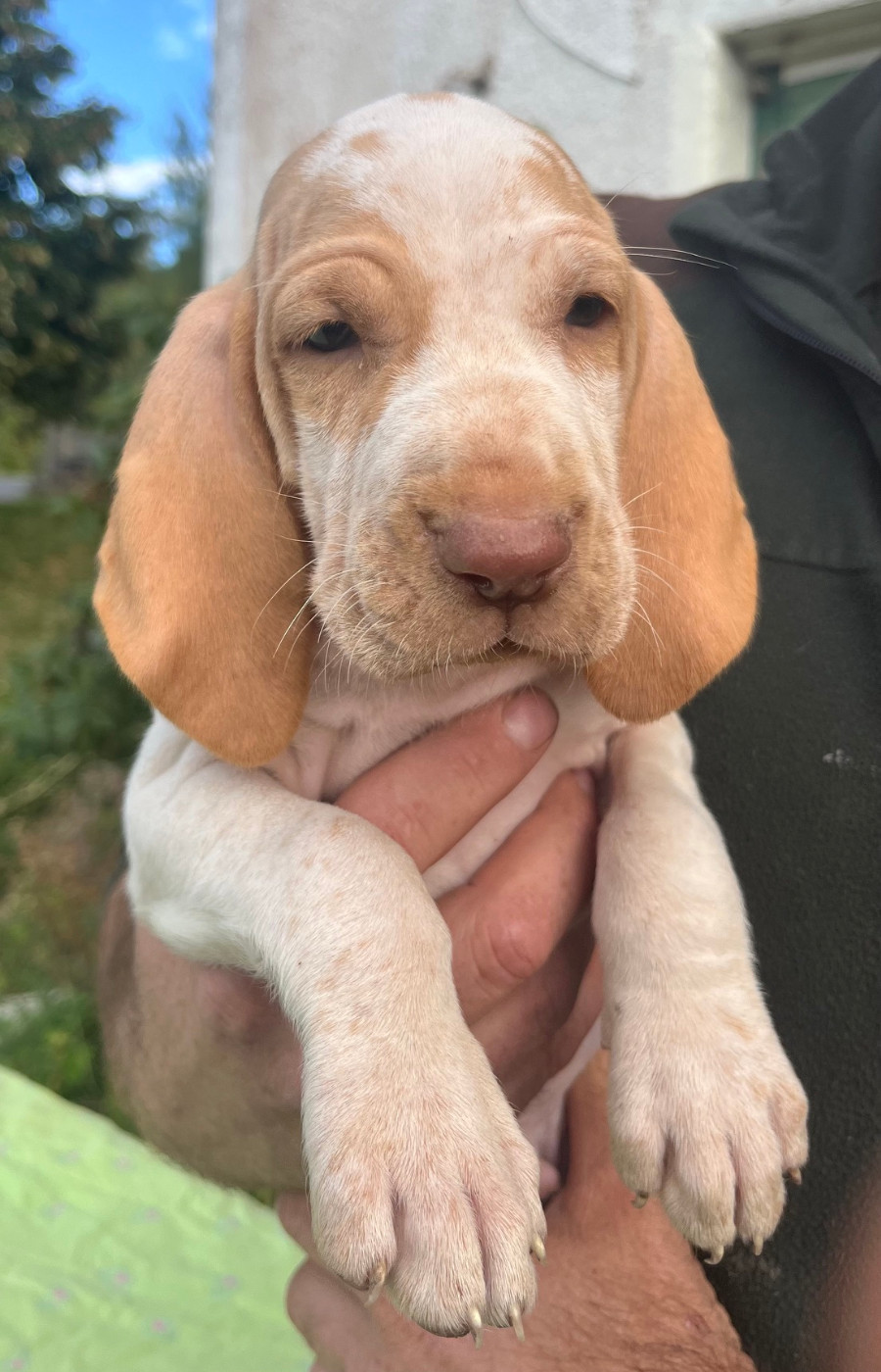 Della Casa Di Lombardo - Chiots disponibles - Braque Italien
