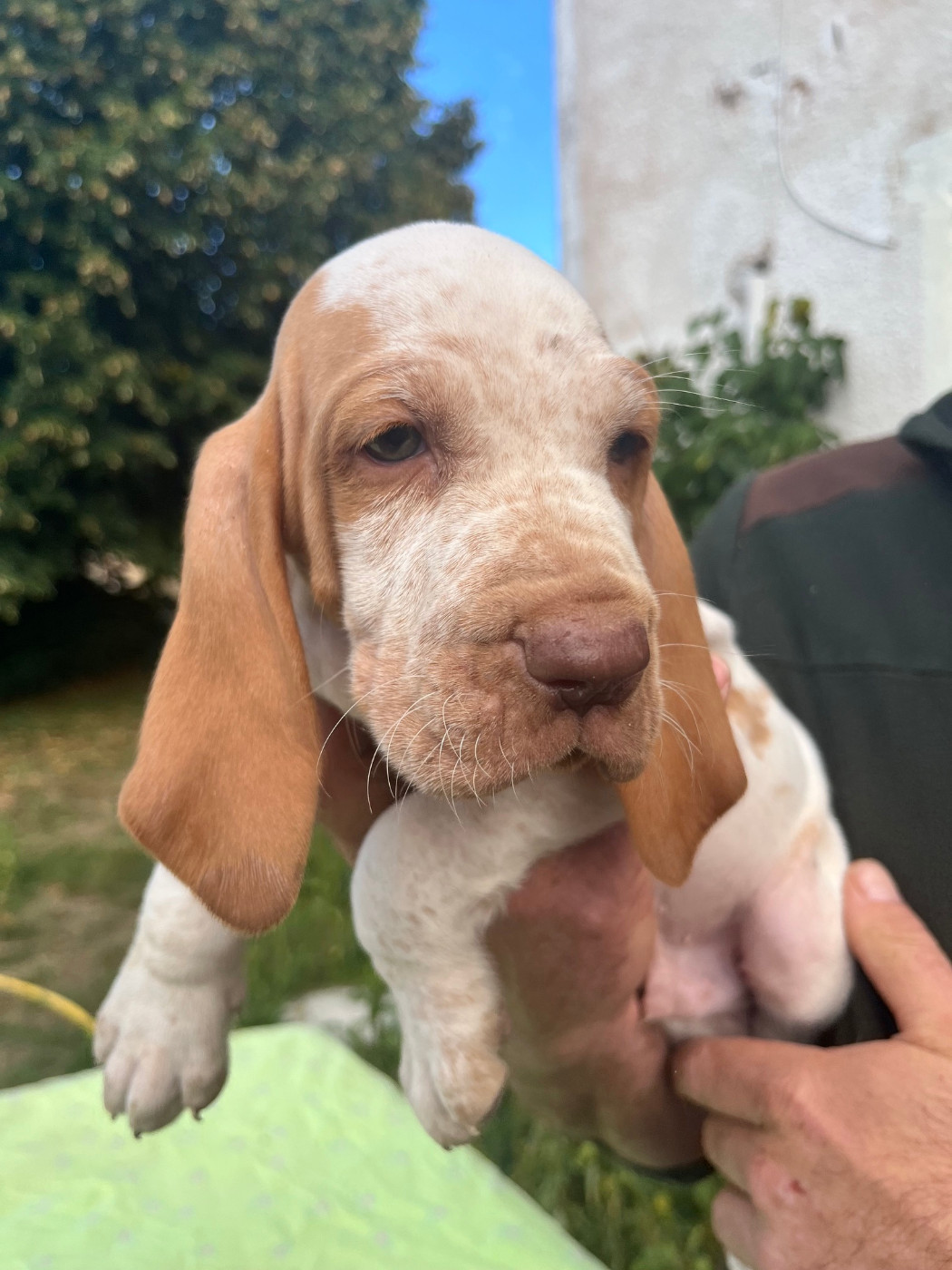 Della Casa Di Lombardo - Chiots disponibles - Braque Italien
