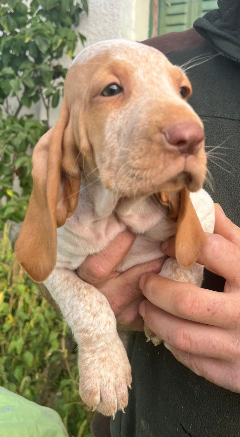Della Casa Di Lombardo - Chiots disponibles - Braque Italien