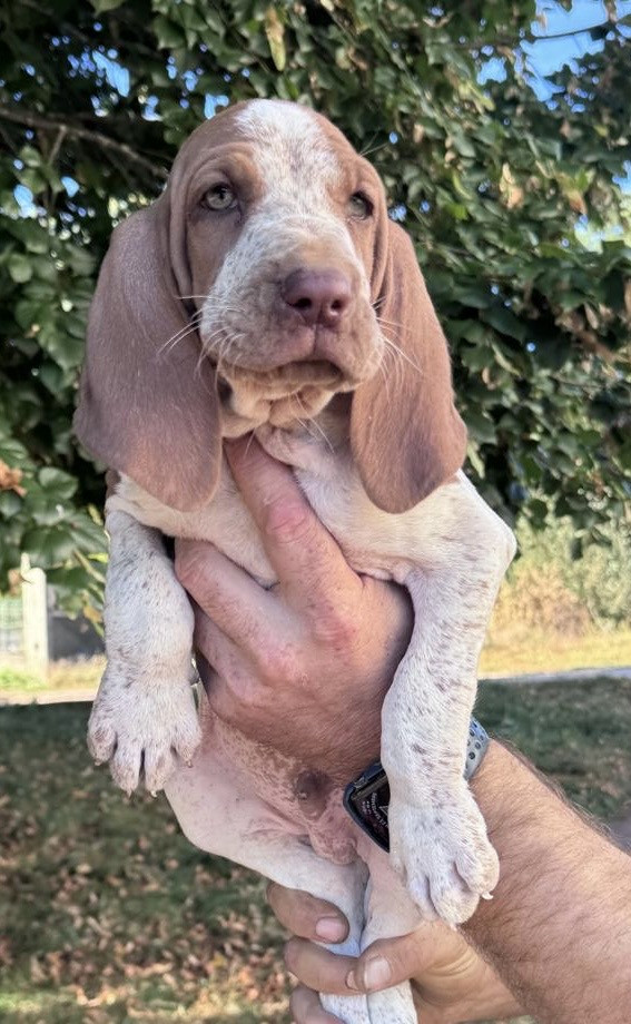 Della Casa Di Lombardo - Chiots disponibles - Braque Italien