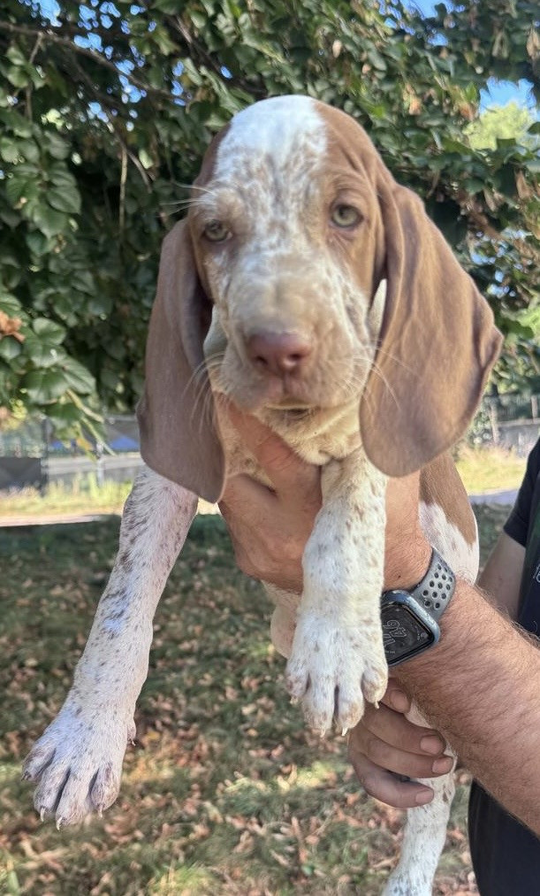 Della Casa Di Lombardo - Chiots disponibles - Braque Italien