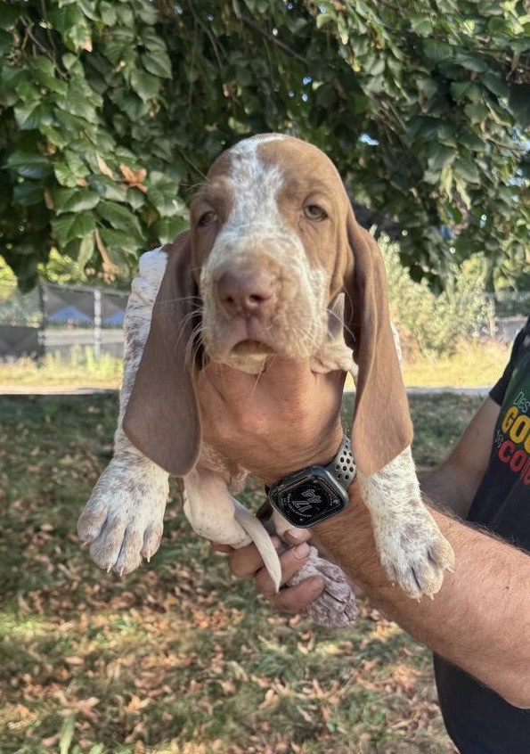 Della Casa Di Lombardo - Chiots disponibles - Braque Italien
