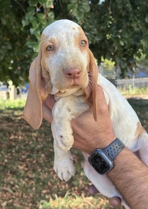 Della Casa Di Lombardo - Chiots disponibles - Braque Italien