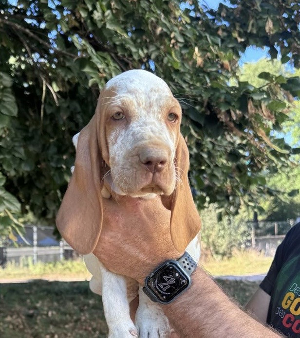 Della Casa Di Lombardo - Chiots disponibles - Braque Italien