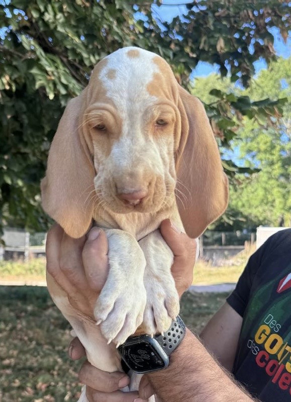 Della Casa Di Lombardo - Chiots disponibles - Braque Italien