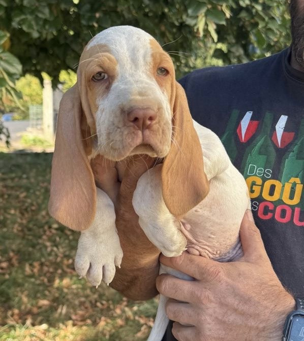 Della Casa Di Lombardo - Chiots disponibles - Braque Italien