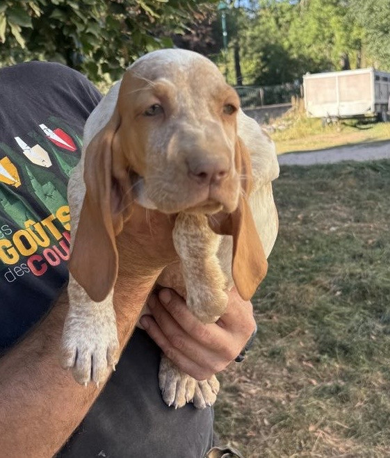 Della Casa Di Lombardo - Chiots disponibles - Braque Italien