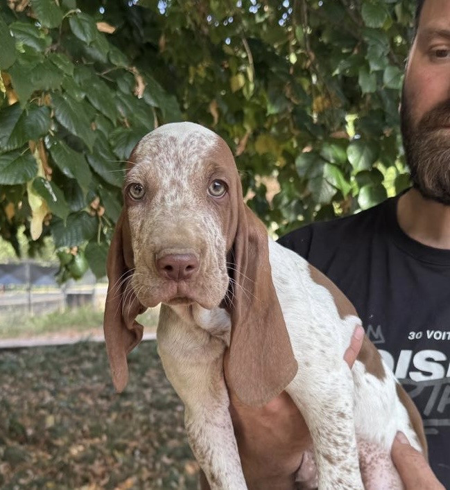 Della Casa Di Lombardo - Chiots disponibles - Braque Italien