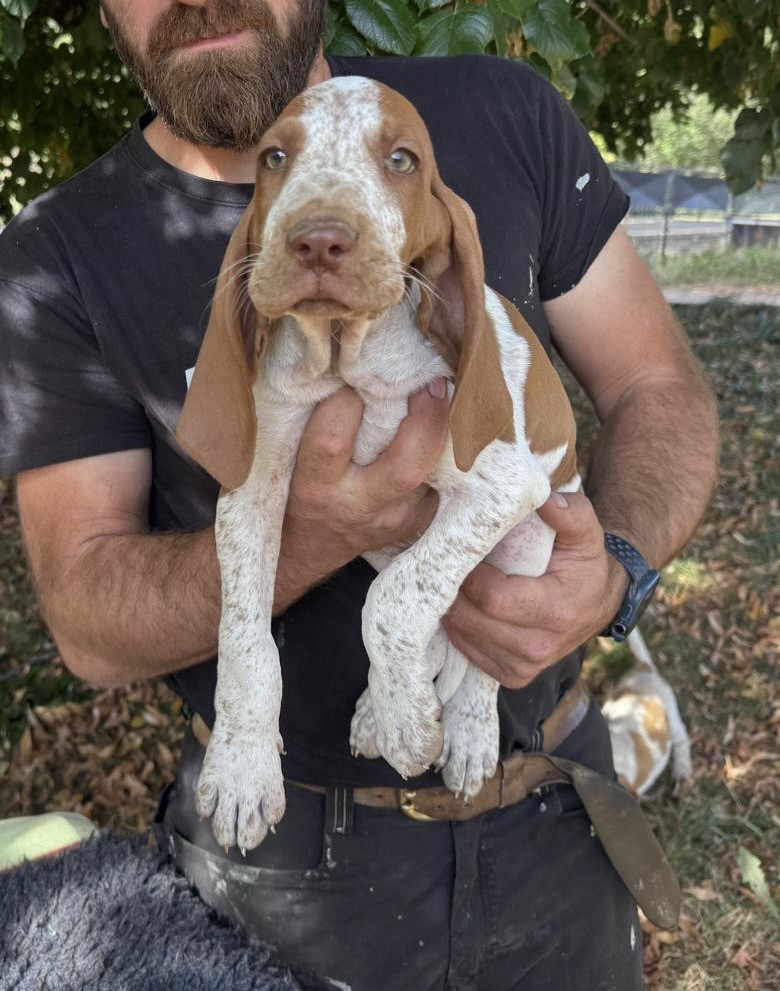 Della Casa Di Lombardo - Chiots disponibles - Braque Italien