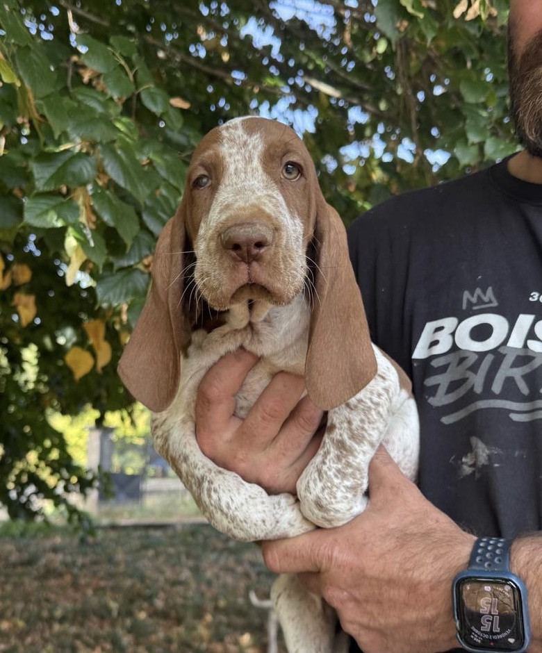 Della Casa Di Lombardo - Chiots disponibles - Braque Italien