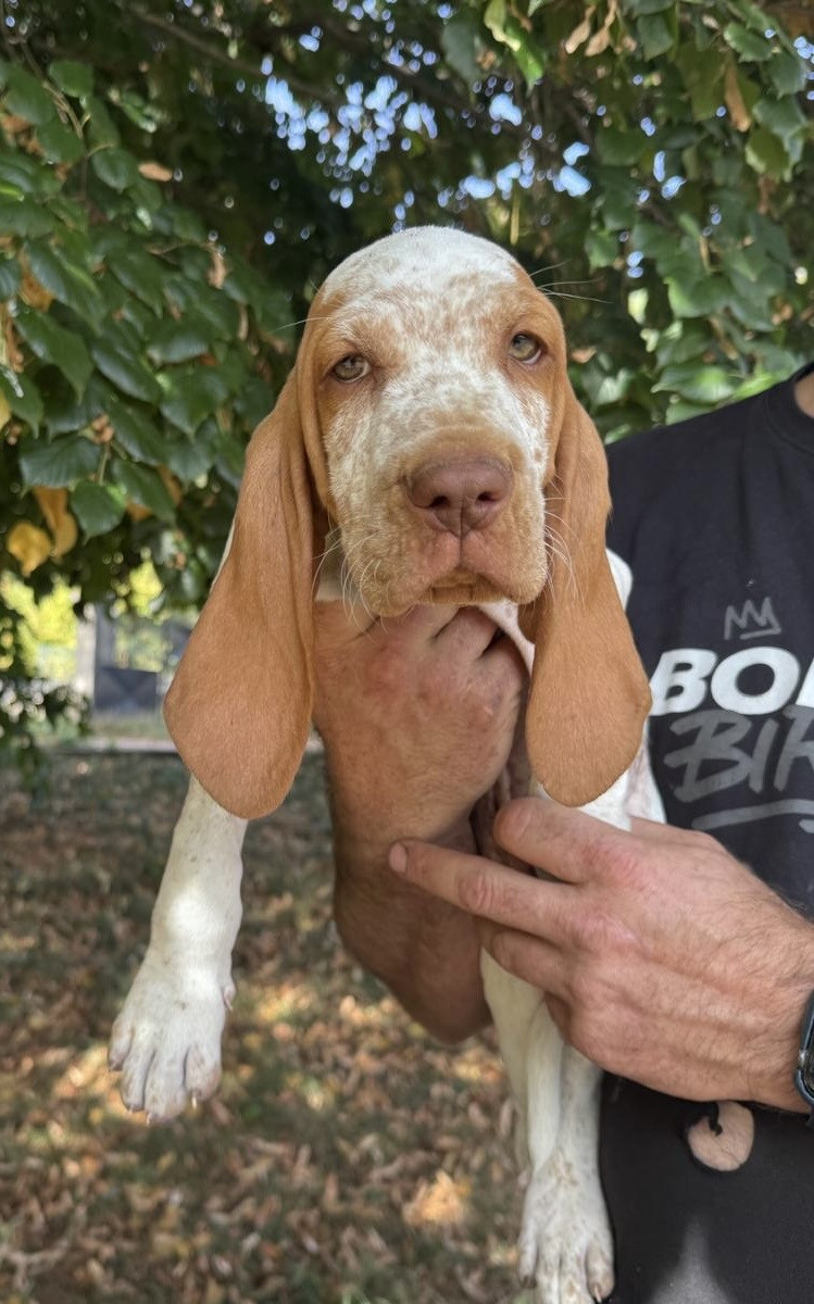 Della Casa Di Lombardo - Chiots disponibles - Braque Italien