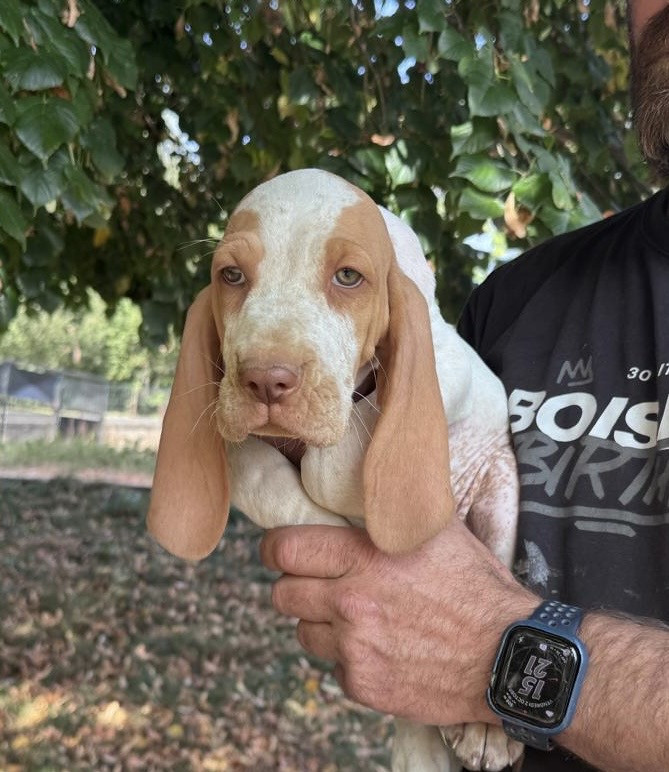Della Casa Di Lombardo - Chiots disponibles - Braque Italien