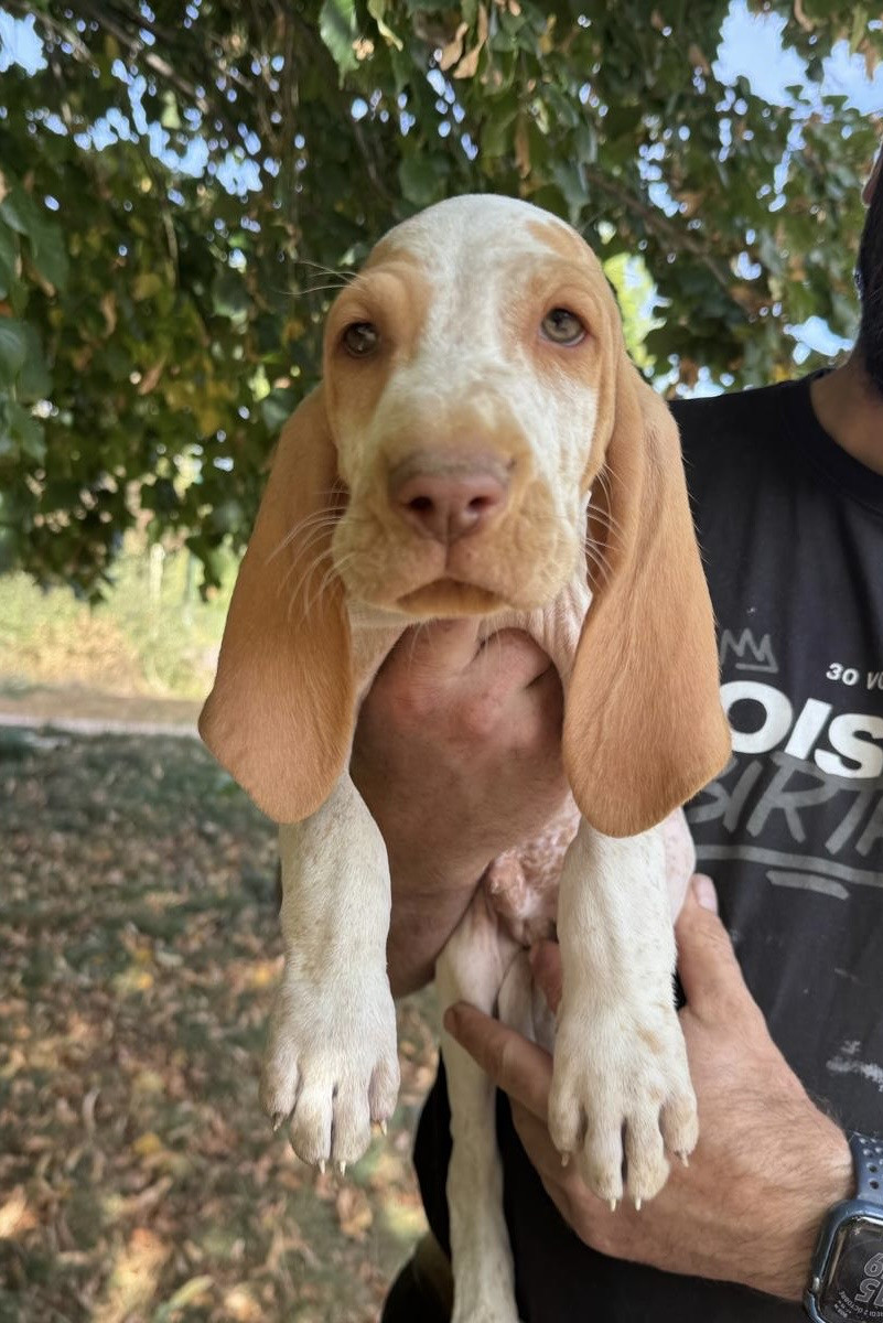 Della Casa Di Lombardo - Chiots disponibles - Braque Italien