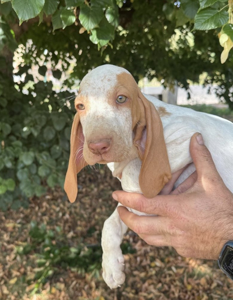 Della Casa Di Lombardo - Chiots disponibles - Braque Italien